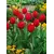 Bulb BES HBM Tulipa Arma 10/11 5 pcs