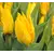 Bulb BES HBM Tulipa Yoko Parrot 10/11 5 pcs