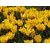 Bulb BES HBM Tulipa Yoko Parrot 10/11 5 pcs