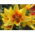 Bulb BES HBM Lilium Grand Cru 10/12 2 pcs