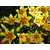 Bulb BES HBM Lilium Grand Cru 10/12 2 pcs