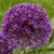 Bulb BES HBM Allium Purple Sensation 10/12 3 pcs