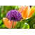 Bulb BES HBM Allium Purple Sensation 10/12 3 pcs
