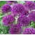 Bulb BES HBM Allium Purple Sensation 10/12 3 pcs