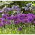 Bulb BES HBM Allium Purple Sensation 10/12 3 pcs