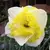 მცენარე ბოლქვიანი BES Narcissus Printal 5 ც