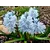 Bulb BES HBM Puschkinia Libanotica 5/7 15 pcs