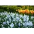 Bulb BES HBM Puschkinia Libanotica 5/7 15 pcs