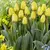 Bulb BES HBM Tulipa Jaap Groot 10/11 5 pcs