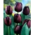 Bulb BES HBM Tulipa Queen of Night 10/11 5 pcs