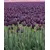 Bulb BES HBM Tulipa Queen of Night 10/11 5 pcs