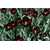 Bulb BES HBM Tulipa Queen of Night 10/11 5 pcs