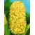 Bulb BUD HBM Hyacinthus City of Haarlem 14/15 1 pc