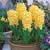 Bulb BUD HBM Hyacinthus City of Haarlem 14/15 1 pc