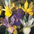 Bulbous HBM Dutch Iris Mixed (x10)