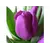 Bulb BES HBM Tulipa Purple Prince 10/11 5 pcs