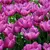 Bulb BES HBM Tulipa Purple Prince 10/11 5 pcs