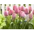 Bulb BUD HBM Tulipa Mystic van Eijk 10/11 2 pc