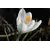 ბოლქვი DAY HBM კროკუსი Crocus Jeanne D'Arc 7/8 10 ც