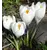 ბოლქვი DAY HBM კროკუსი Crocus Jeanne D'Arc 7/8 10 ც