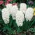 Bulb BUD HBM Hyacinthus Carnegie 14/15 3 pcs