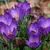 Bulb BUD HBM Crocus Ruby Giant 5/7 7 pcs