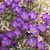 Bulb BUD HBM Crocus Ruby Giant 5/7 7 pcs