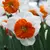 Bulb STA HBM Narcissus Bella Vista 12/14 5 pcs
