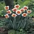 Bulb STA HBM Narcissus Bella Vista 12/14 5 pcs