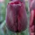 Bulb BES HBM Tulipa Ronaldo 10/11 5 pcs