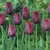 Bulb BES HBM Tulipa Ronaldo 10/11 5 pcs