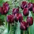 Bulb BES HBM Tulipa Ronaldo 10/11 5 pcs