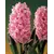 Bulb BES HBM Hyacinthus Fondant 14/15 3 pcs