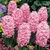 Bulb BES HBM Hyacinthus Fondant 14/15 3 pcs