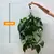 ფილოდენდრონი Brasil Hanging 100 სმ