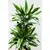 დრაცენა DRACAENA FRAGRANS GOLD COAST 3PP 80 სმ