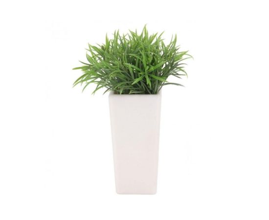 Plant in white pot Koopman