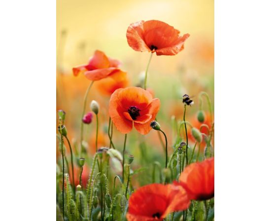 Glass picture Styler Red Poppy GL369  50X70 cm