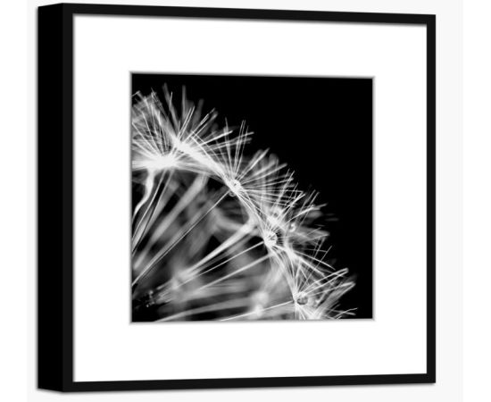 Picture in frame Styler Dandel 2 AB008 50X50 cm