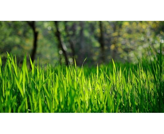 Газонная трава Malopolska Hodowla Roslin Регенерационный 1 кг