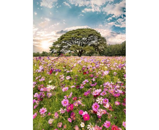 Glass picture Styler Meadow GL368 50X70 cm