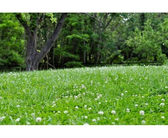 Газонная трава семена GL Seeds Клевер белый 30г