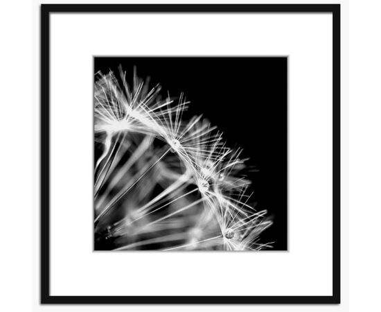 Picture in frame Styler Dandel 2 AB008 50X50 cm