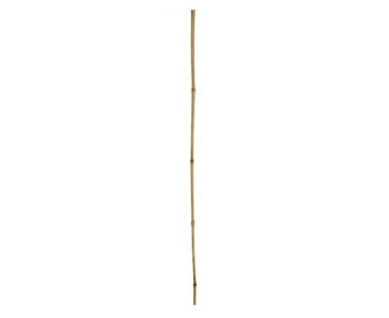 Decorative bamboo 12-14 120 cm