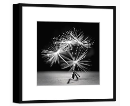 Picture in frame Styler Dandel 1 AB007 50X50 cm