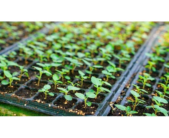 Plastic cassette Decoplant 700μm 32 cells