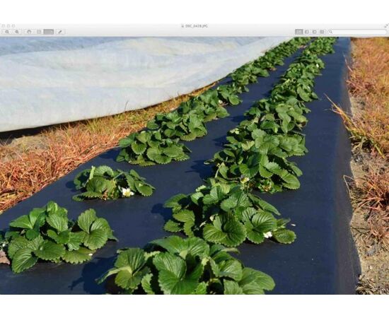 Agrofibre black 60g/m2 1.6x100 m