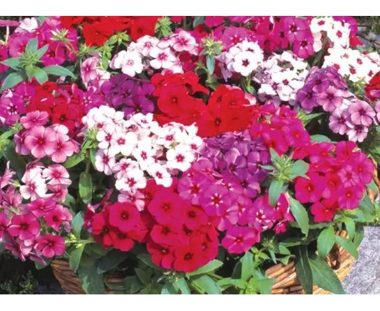 Seeds Phlox GL Seeds Drummond 0,2g