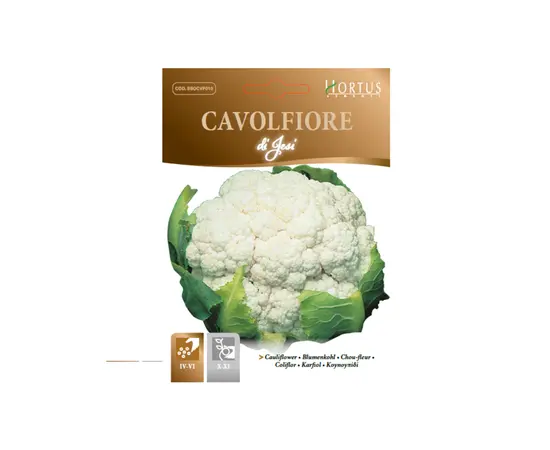 ყვავილოვანი კომბოსტო CAVOLFIORE 01 JESI MB 2 გ