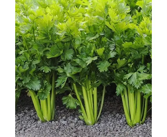თესლი ნიახურის GL Seeds1 გ